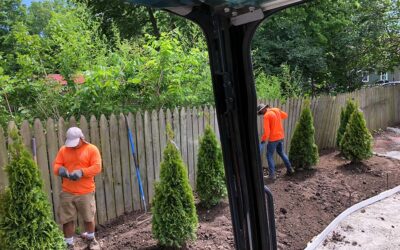 Tree Care 101 – Landscaping in Springboro, OH